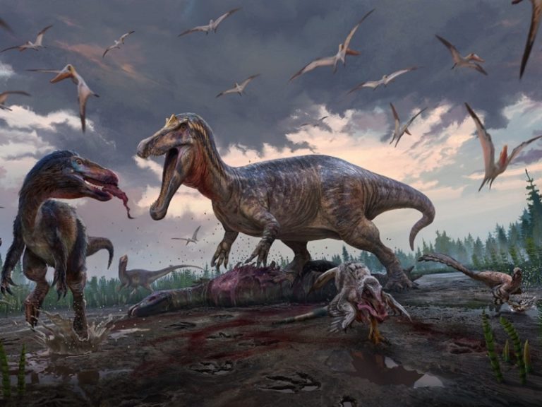 An imagined scene drawn by Anthony Hutchings. Around what is now the 'Bexhill area' but, 135 million years ago: a spinosaur seizes the carcass of an ornithopod, much to the annoyance of the smaller tyrannosaurs and dromaeosaurids.