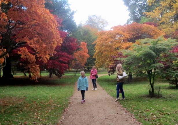 Windsor_Great_Park_-_autumn_32874114552